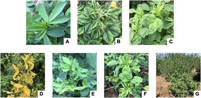 Occurrence, Distribution, and Genetic Diversity of Alfalfa (Medicago sativa L.) Viruses in Four Major Alfalfa-Producing Provinces of China